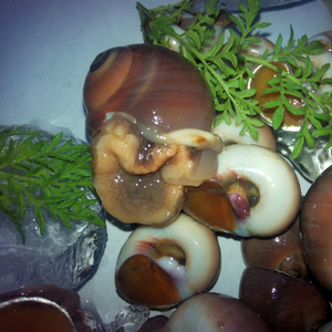 海鲜水产鲜活小香螺新鲜大甜螺黄香玉螺肚脐螺已静活过无沙