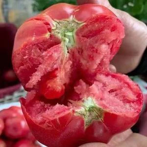 陕西泾阳普罗旺斯水果西红柿孕妇生吃番茄沙瓤非千禧圣女果自然熟