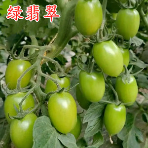 绿色樱桃番茄种子小圣女果种籽贼不偷特色稀有绿色蔬菜种子绿翡翠