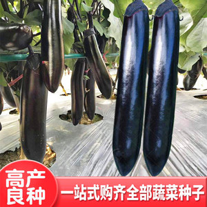 日本黑贵人长茄种子紫黑色烧烤茄四季蔬菜种籽高产庭院阳台包邮