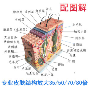 50倍人体皮肤组织结构放大解剖模型医学美容整形立体皮肤放大模型