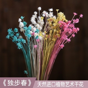 独步春 小雏菊干花花束真花天然小干花真花迷你天然客厅卧室装饰 阿里巴巴找货神器 独步春 小雏菊干花花束真花天然小干花真花迷你天然客厅卧室装饰 阿里巴巴找货神器