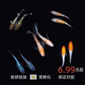 青鳉鱼 随机鱼卵及单品鱼卵 随机发货超200种可能性每份至少3品种