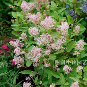 谢谢小花 粉花美洲茶 玛丽西蒙 多年生耐热耐寒 观花蜜源盆栽植物