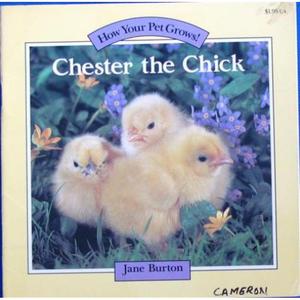 CHESTER THE CHICK How Your Pets Grows by Jane Burton平装Rand