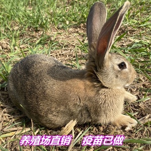 兔活物大型肉兔一对起包邮幼兔成年大兔食用家养兔比利时兔子活体