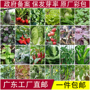 蔬菜种子四季阳台菜种子菠菜芥兰冰菜香菜萝卜芦笋乌塌菜葱籽大全