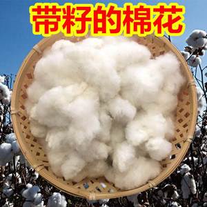 带籽棉花 农家棉花带籽结婚用未加工籽棉散装带籽的棉花干净1斤