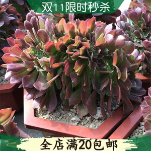 韶羞缀化万圣节小叶香炉盘欧紫多肉植物紫羊绒玫瑰法师朵朵缀化 阿里巴巴找货神器