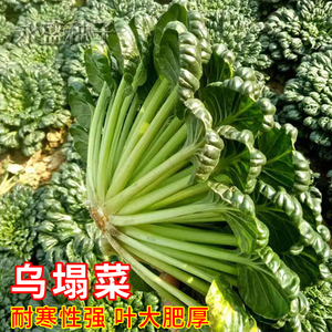 乌塌菜菜种子耐寒黄心乌塌菜籽菊花心乌塔菜种籽秋冬青菜蔬菜种孑