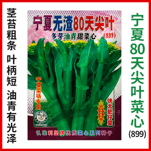 宁夏无渣80天尖叶多芽油青甜菜心种籽899茎苔粗菜心种子蔬菜种孑