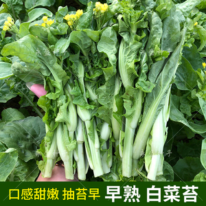 早熟白菜苔种子秋冬抽苔早甜白菜心种籽红菜薹菜种籽农家蔬菜种孑