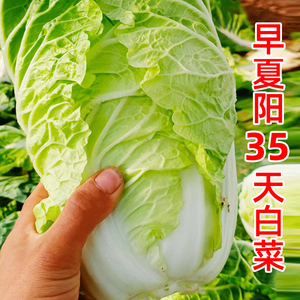 夏阳35天白菜种孑耐热耐雨水早熟大白菜种子四季青菜籽种蔬菜种籽