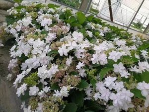 (木子家的花园)包邮大花绣球八仙花白色天使盆栽庭院绿植花卉