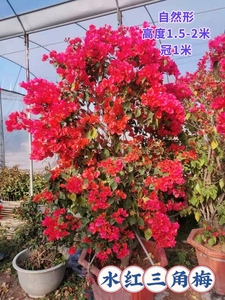 广东水红三角梅树高度2米冠1米自然形庭院观花树