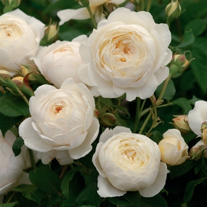园丁日记 克莱尔 奥斯汀浓香白玫瑰月季花苗拱门花柱围栏四季开花