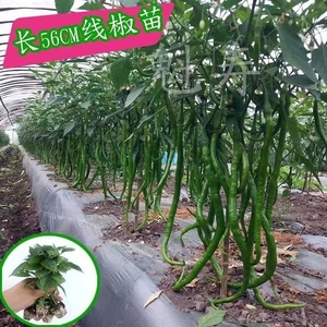 长龙56超长青线椒种子苗早熟秧苗辣椒种籽高产四季苗子蔬菜孑籽种