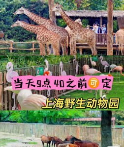 当天可定上海野生动物园双人门票290元