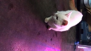 #猫咪 潮汕名风水猫，5个多月 金筷古仔，全身白，头圆圆，肥