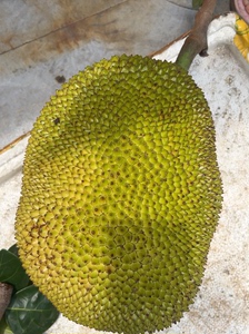 珍珠波萝蜜农家农家黄肉菠萝蜜当季新鲜水果波罗蜜4元一斤，