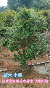 树葡萄苗 沙巴嘉宝果苗 自家苗木基地种植，一手货源，各种规格