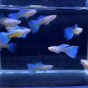 【超低价】孔雀鱼天空蓝，10条 4公6母繁殖组，包邮包损，蓝