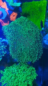 海水珊瑚，二绿非皮，皮革珊瑚。密须皮革。新手皮革珊瑚 二绿非