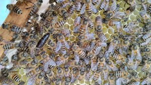 转让2024年开春蜜蜂群，有粉有子脾有蜜，现在买回去坐等大丰