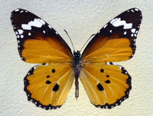 金斑蝶50只，真蝴蝶标本，原蝶2023年新货，羽化品，原蝶未