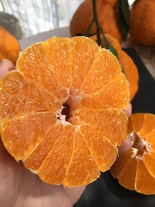 【十斤24.9】丑桔四川不知火丑橘新鲜当季水果橘子蜜橘柑橘耙