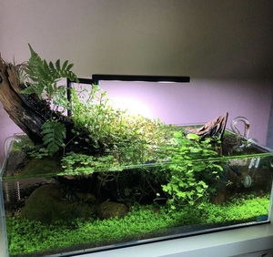 广州发货-黑壳虾水族箱除藻虾观赏虾清洁虾活体饲料工具虾草缸鱼