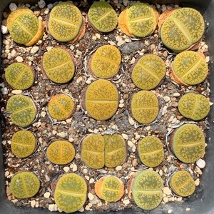 生石花C389黄花黄日轮玉成株10厘米黑方盆种植，3元一头整