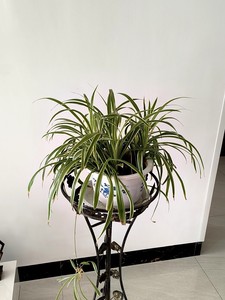 出绿植盆栽吊兰2盆。该植物茎叶细长，适合放置在室内阳台或客厅