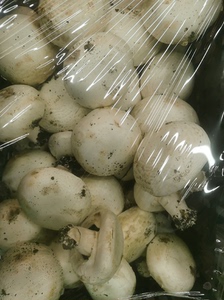 新疆野蘑菇，新鲜
