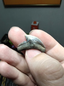 虎鲨牙齿化石 居氏鼬鲨牙齿化石，斜高2.3厘米，宽2.6厘米