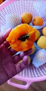 杏子水果新鲜应季酸甜陕西大黄杏子1/6/10斤现摘金太阳整箱