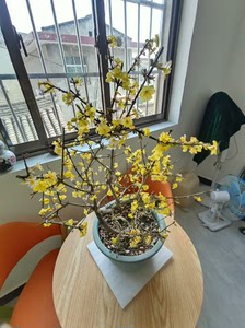 迎春花，养了大几十年了，盆景迎春。年年开花，花期长。实物比照