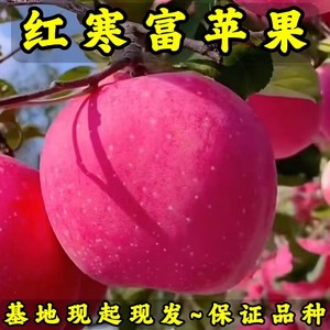 红寒富苹果树苗 基地现起现发 东北耐寒新品种苹果树苗 辽宁果
