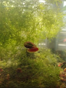 观赏蜗牛，自己家鱼缸里养的，吃水草吃绿苔，清洁鱼缸，1元一个