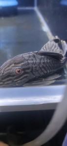 哥白异形鱼，哥伦比亚白金皇冠豹7—8cm，哥绿，l600帝王
