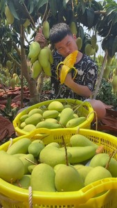 【大金煌芒】正宗海南金煌芒特大芒果甜心芒水仙芒大青芒应季新鲜