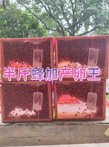 优质中蜂蜂群带王带子脾阿坝蜂王土蜜蜂养殖中华蜜蜂蜂群带箱包活