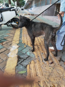 狗狗是今年1月份救助的狗狗，因主人不喂饭，又被栓着饿成了皮包