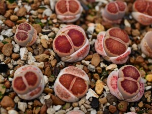 红窗菊 菊纹章 丝绒菊 一年半的苗子 尺寸1厘米左右 随机2