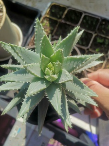原生芦荟姬龙山锦Aloe brevifolia var.po
