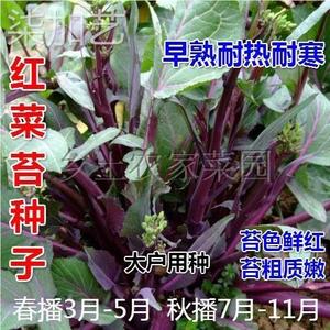 红菜苔种子种籽紫菜苔广东菜心油菜苔四季菜秋季蔬菜孑菜籽甜菜心