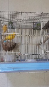 出售自家养的扬州黄玉鸟，鸟龄十多个月，小鸟活波健康，颜色姜黄