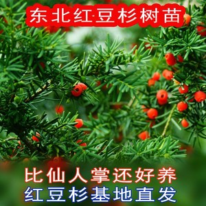 耐寒正宗东北方红豆杉树苗大树绿植盆栽盆景植物室内好养红豆衫