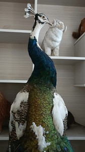 出售孔雀标本，漂亮的彩色羽毛，尾巴丰满，是一件工艺装饰品。非