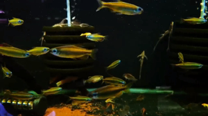 #观赏鱼 刚果二线灯鱼#黄金二线刚果。3-3➕随机。60